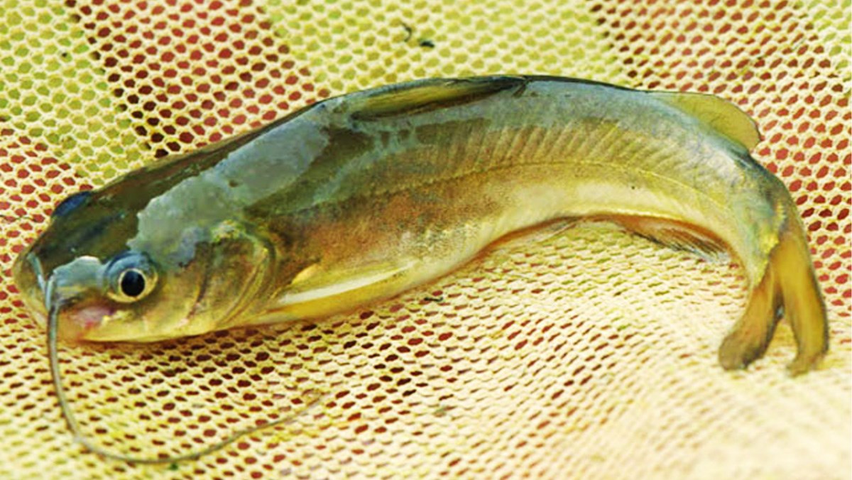 Cá bò vàng sông Đà 