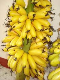 famous banana in vietnam