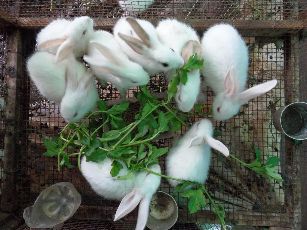 Dinh dưỡng tuyệt vời trong thịt thỏ