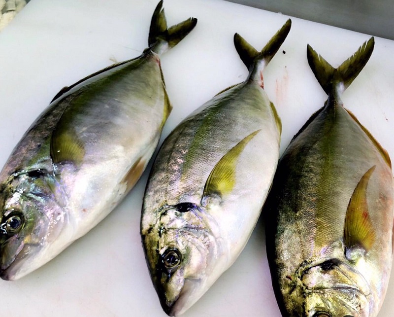 Giới thiệu về Cá Aji Nhật Bản