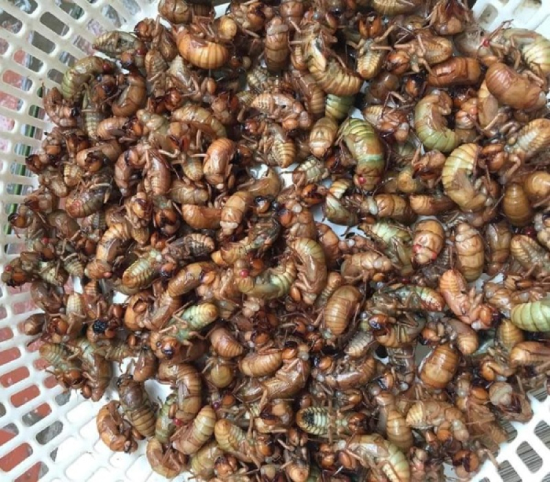 Cách làm nhộng ve non