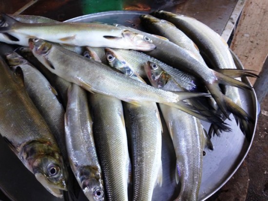 Khám phá hương vị cá măng Cách chế biến để tận hưởng món ngon đặc biệt   NÉT ẩm thực