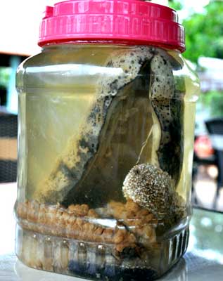 Hải sâm ngâm rượu