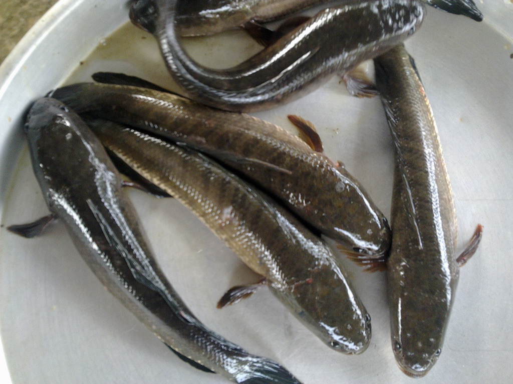 Cách nuôi cá lóc mau lớn  Kỹ thuật nuôi cá lóc trong bể xi măng bể lót  bạt ao đất